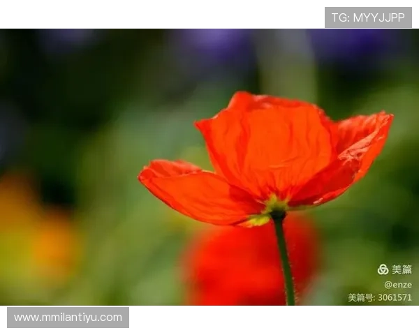 米兰开花：在米兰的花园中感受春天带来的温暖与希望